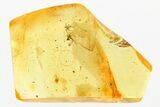 Two Fossil Spiders (Araneae) & A Mite (Acari) In Baltic Amber #381485-1